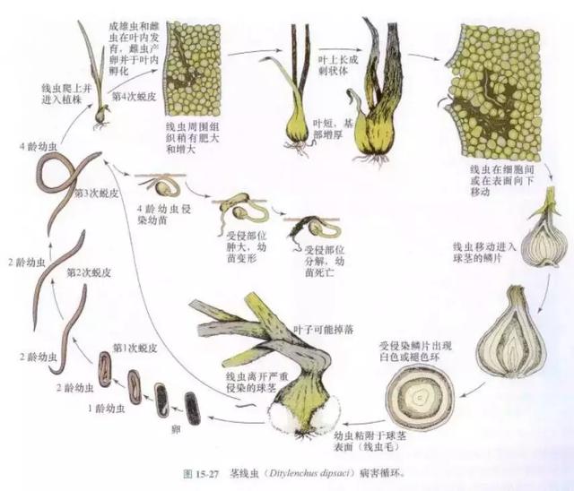 百年线虫，神农丹、克百威及非法熏蒸剂禁用后，谁来攻克？23