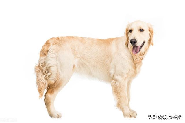 狗狗后腿五爪有什么讲究吗(真正五爪狗的图片)-艾拉养犬