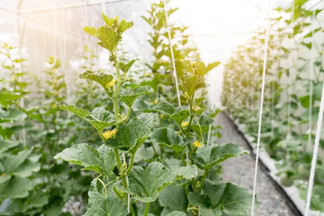 甜瓜种植技术｜甜瓜伸蔓期及结果期生长特点及栽培主要措施1