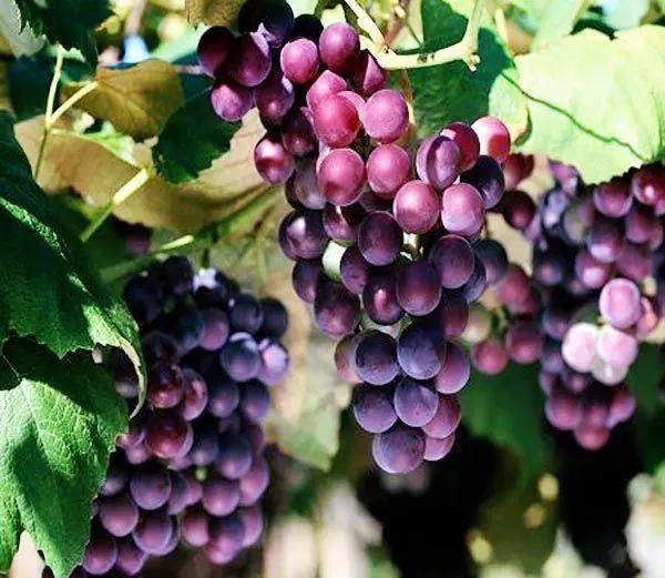 21种葡萄品种介绍，发展葡萄必不可少4
