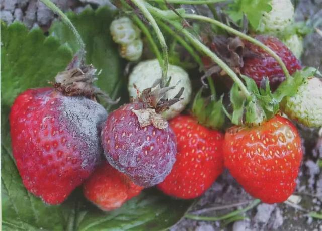 月季、草莓和番茄容易得灰霉病，防治很简单，不一定要用杀菌药
