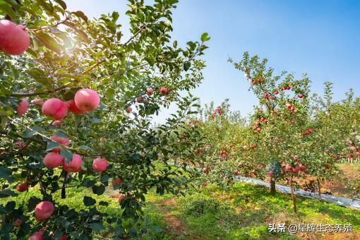 樱桃怎么传播种子 樱桃怎么传播种子（樱桃种子怎么种植方法） 生活