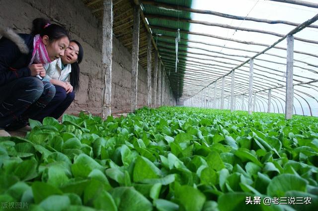 西红柿，白菜，茄子生病了？自制抗病抗虫杀菌剂，苗期一喷都羡慕12