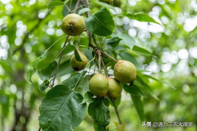 果树膨果增甜叶面肥，苹果、桃、梨都能用，果实大口感甜产量高2