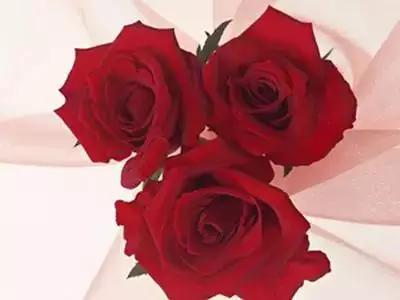 50种浪漫鲜花花语大全 50种浪漫鲜花花语大全（50种浪漫鲜花花语大全图片） 生活