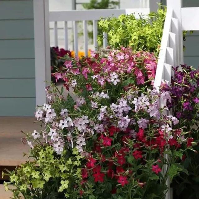 烟草花