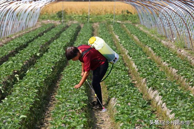 别再给蔬菜喷药了，自制无公害农药，防治病虫害效果真就不错6