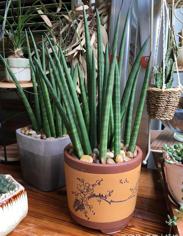 观叶植物 观叶植物（十种室内最好养的植物盆栽） 生活