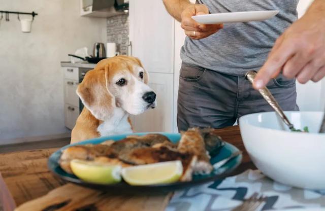 狗狗挑食不吃狗糧怎麼糾正(餓了6天還是不肯吃狗糧)-艾拉養犬