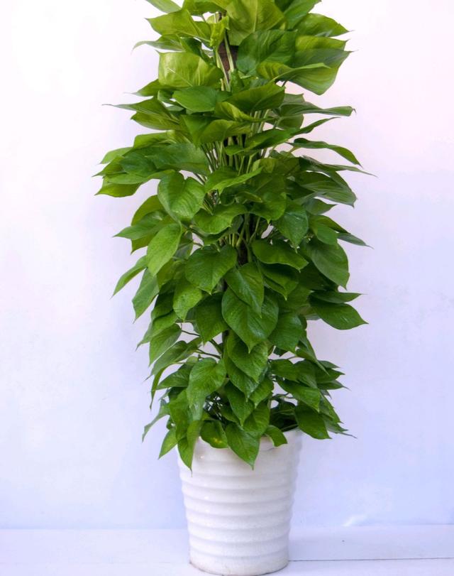 花卉种类