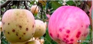 幼果期是苹果树补“钙”的关键时期，果农万不可忽视3