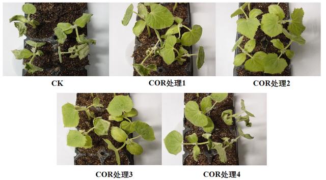 冠菌素助力石榴转色增糖，提质抗逆！想提升收益的种植户一定要看10