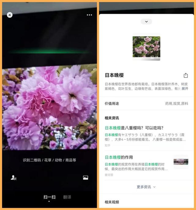 微信扫一扫开启“识物”功能了！除了扫码还可以识万物，太好玩了
