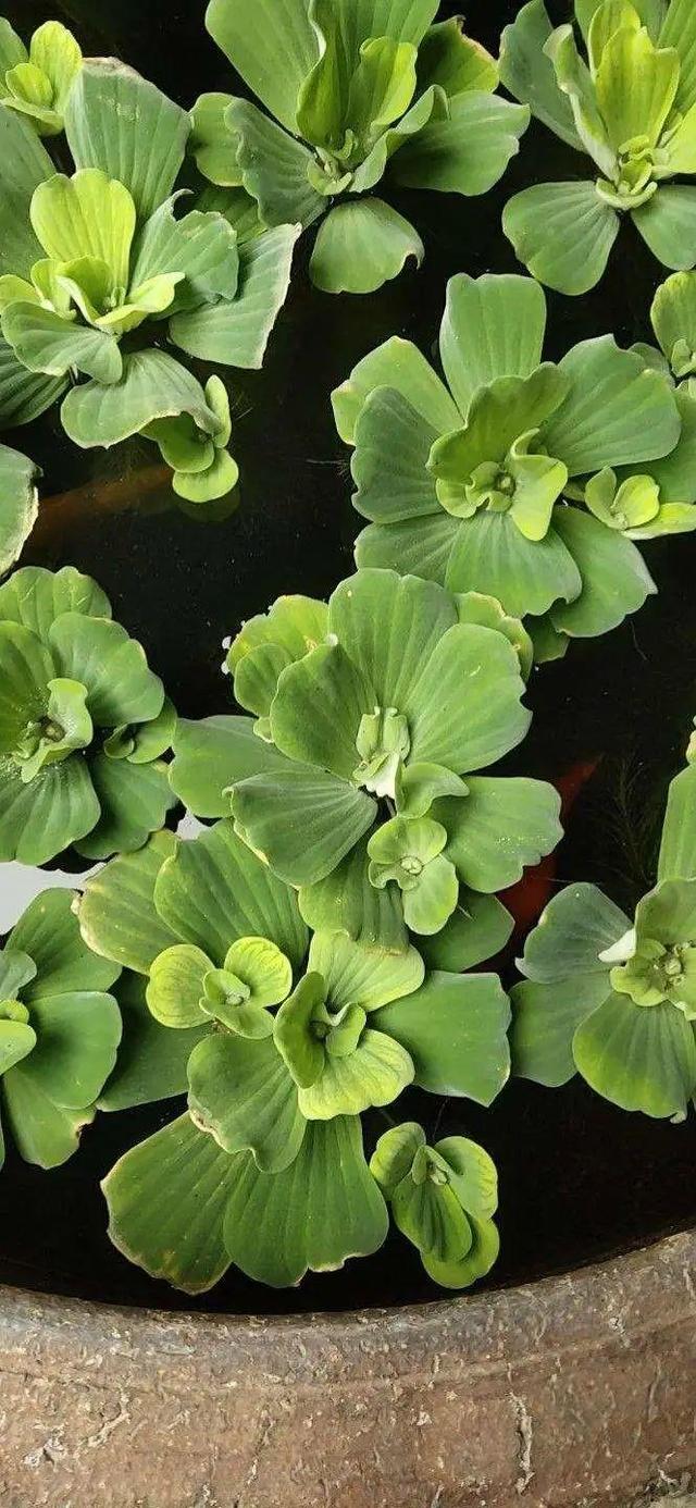 水植物 水植物（水生植物施工组织设计） 生活