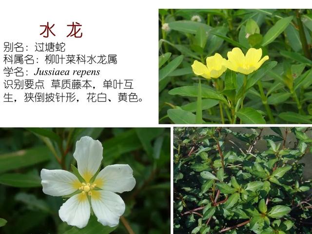水生植物种类 水生植物种类（水生植物100种） 生活