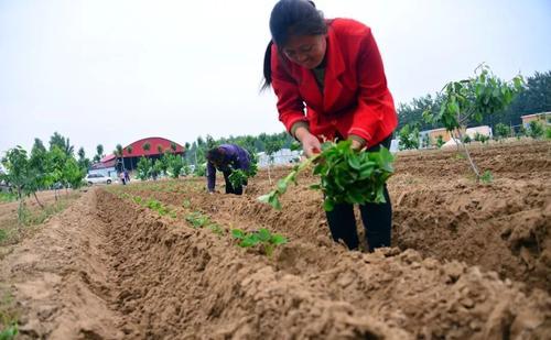 农民种红薯，如何科学防除红薯田杂草？8