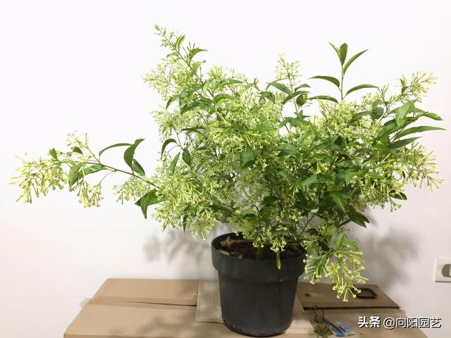 夜来香花 夜来香花（夜来香花图片） 生活