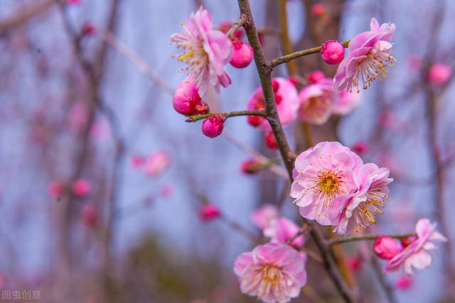 梅花象征着什么意义（梅花象征着什么品质,代表什么人）-第2张图片-潮百科