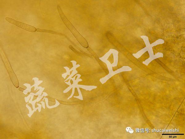 黄瓜“小黄点”蔓延，多措施做好防控10