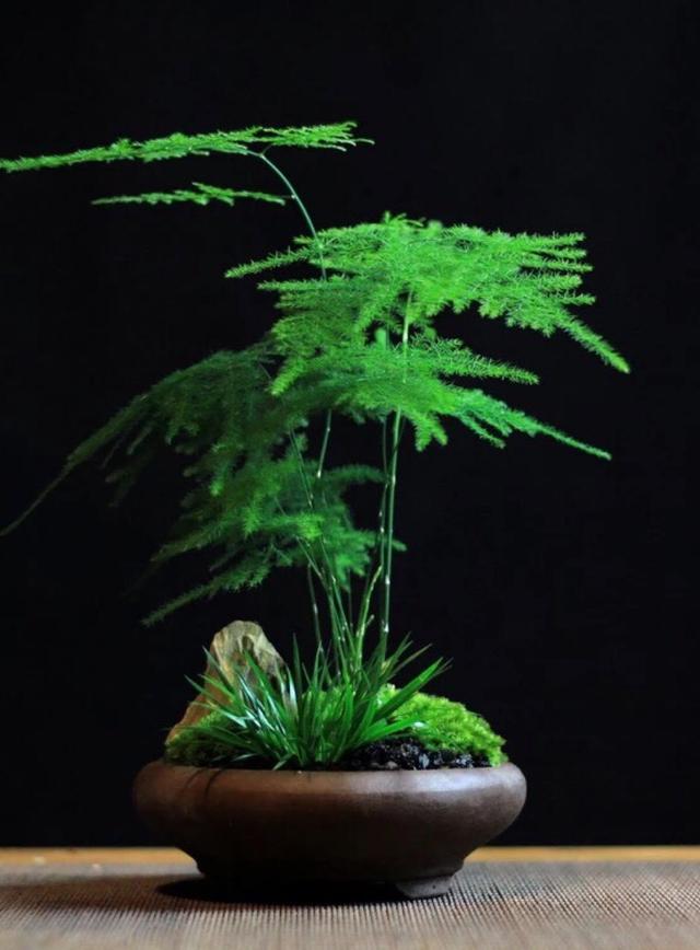 耐阴植物