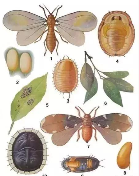 这样用药40天没虫害！杀卵杀虫剂大盘点！1