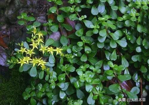 (石指甲草药图片)-禾马农业网