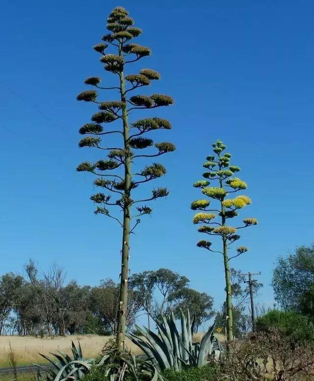 龙舌兰花