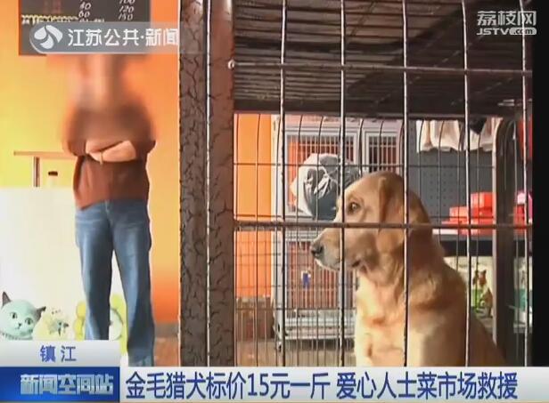 金毛猎犬多少钱