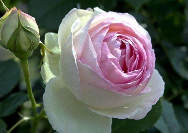 心理测试：凭直觉选择一朵玫瑰花，测你近期的爱情运势如何