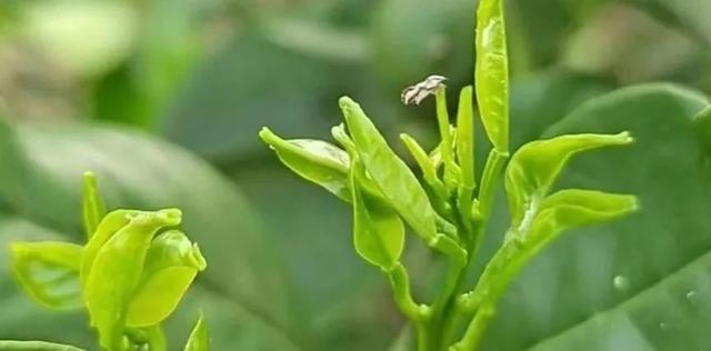 控制木虱→虫卵通杀！不同药有不同表现，防治木虱主要分3方面