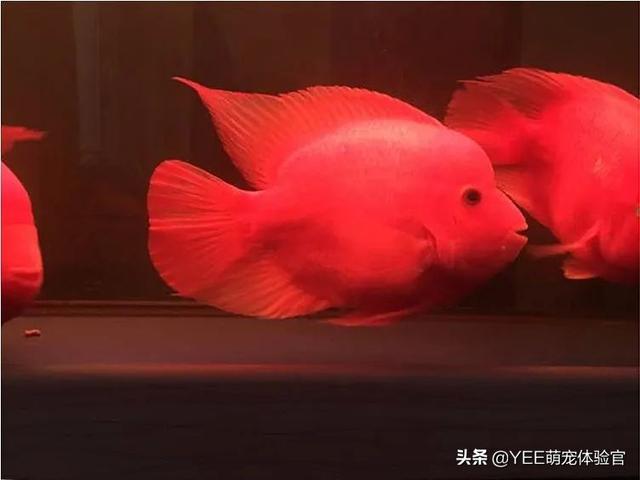 鹦鹉鱼鱼鳞掉了还能长出来吗