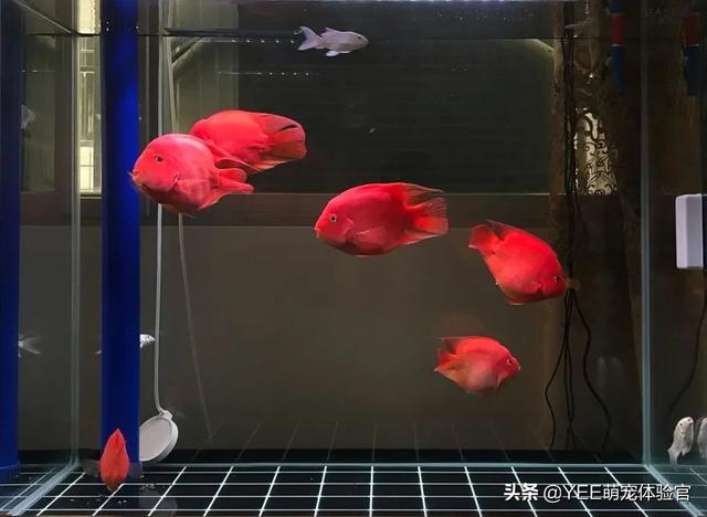 鹦鹉鱼鱼鳞掉了还能长出来吗