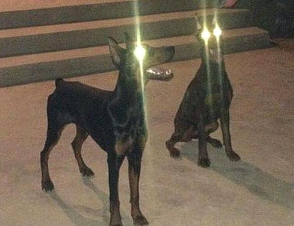 狗在黑夜会眼冒金光，俗称“钛合金眼”，到底是什么原因造成的