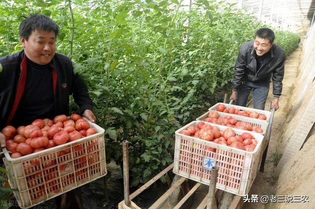 噻虫嗪治棉铃虫太厉害了！除虫干净又彻底，一季没虫害，真管用12