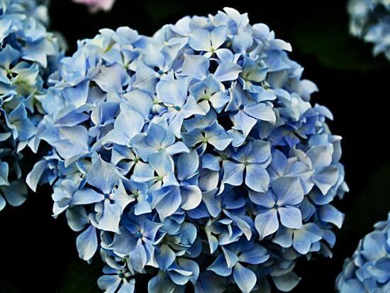 绣球花花语