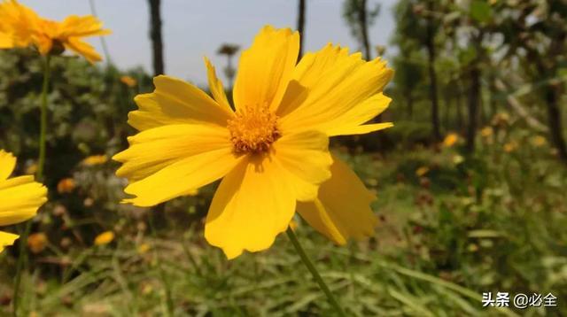 北方宿根花卉