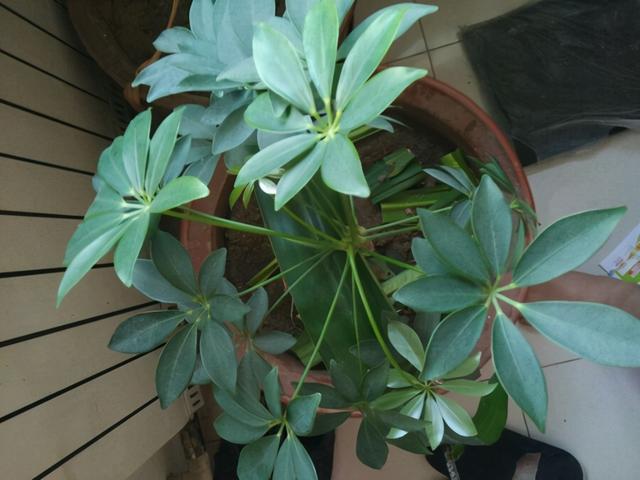 鹅掌柴 鹅掌柴（鹅掌柴种植密度） 生活