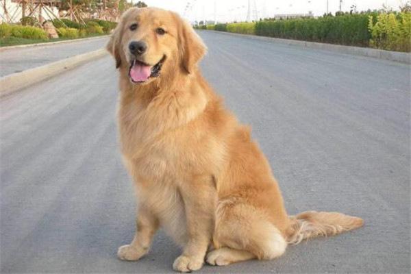 世界十大名犬排名
