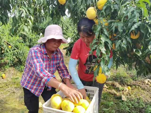 驻马店市驿城区蚁蜂镇：瓜果飘香 产业兴旺