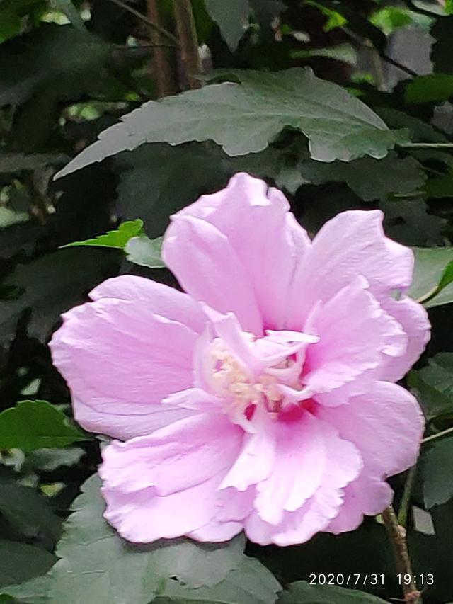 国花是什么