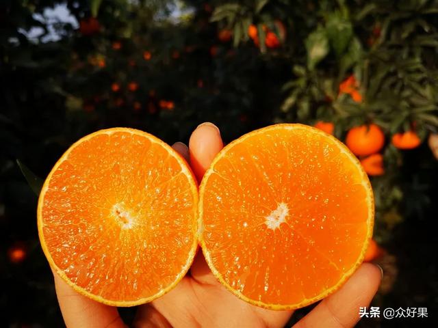 2021/2022年柑橘行情预估：反弹无望，或将继续保持理性