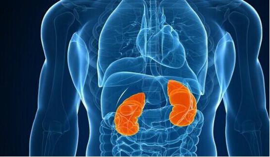 肾好不好一泡尿就能知晓？尿液常有几种变化，需给肾做检查