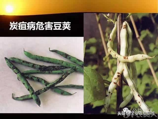 史上最全蔬菜病虫害图谱大全！再也不用请教专家了！29