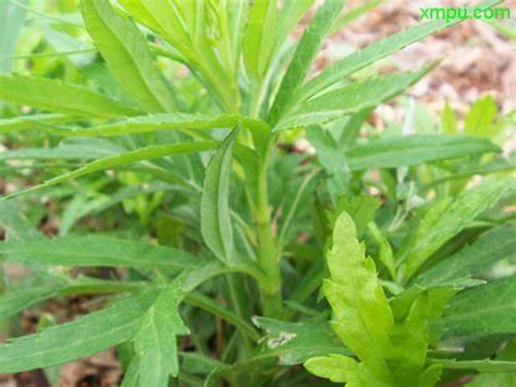 阔叶杂草大合集，附赠一份除草方法20