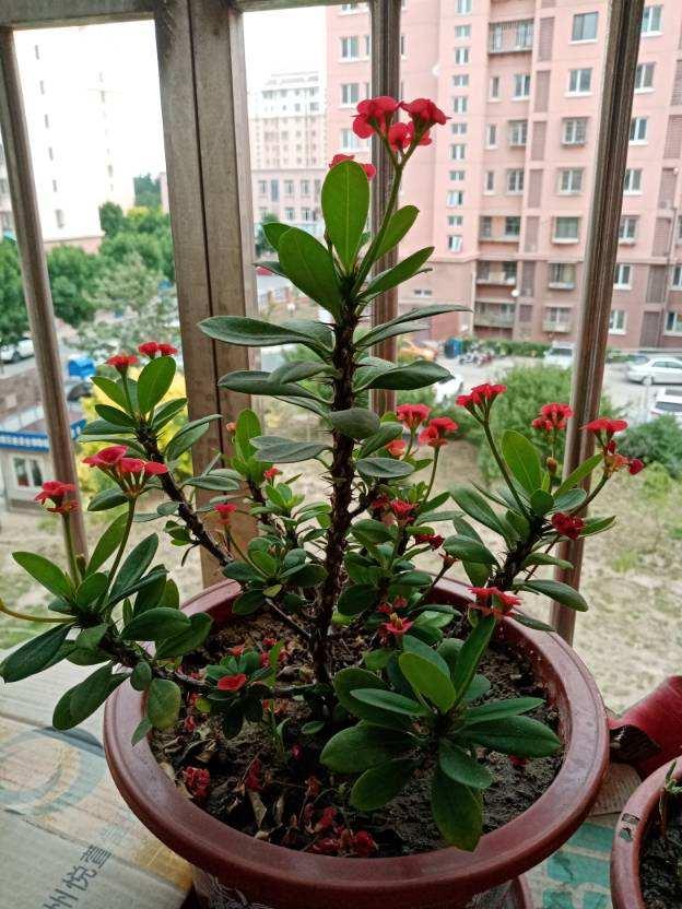 虎刺梅 虎刺梅（虎刺梅的繁殖方法图解） 生活