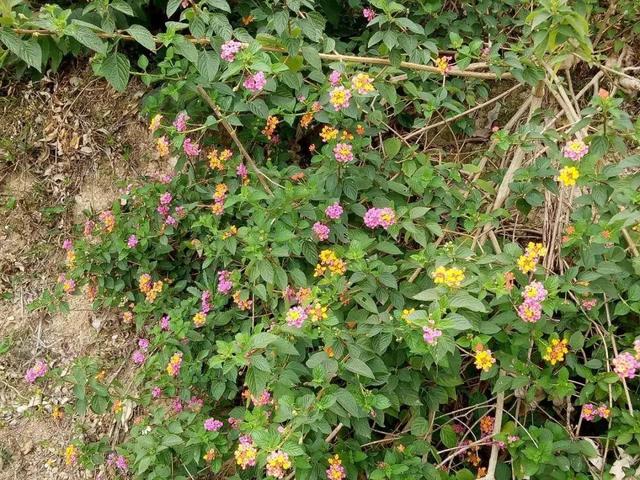 薇甘菊 薇甘菊（薇甘菊危害事件） 生活