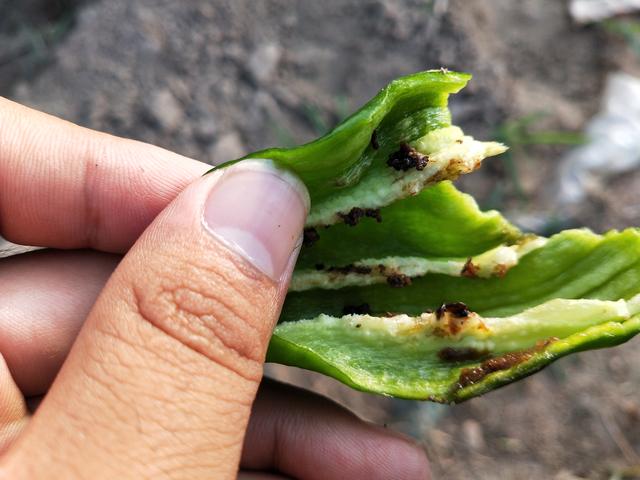 辣椒钻心虫危害严重，这样防治，后期辣椒没虫眼品质好4