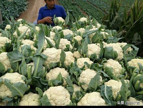 椰菜花种植的最佳时间是什么时候 太阳信息网