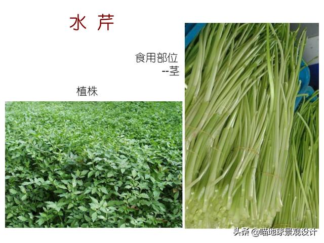 常见水生植物