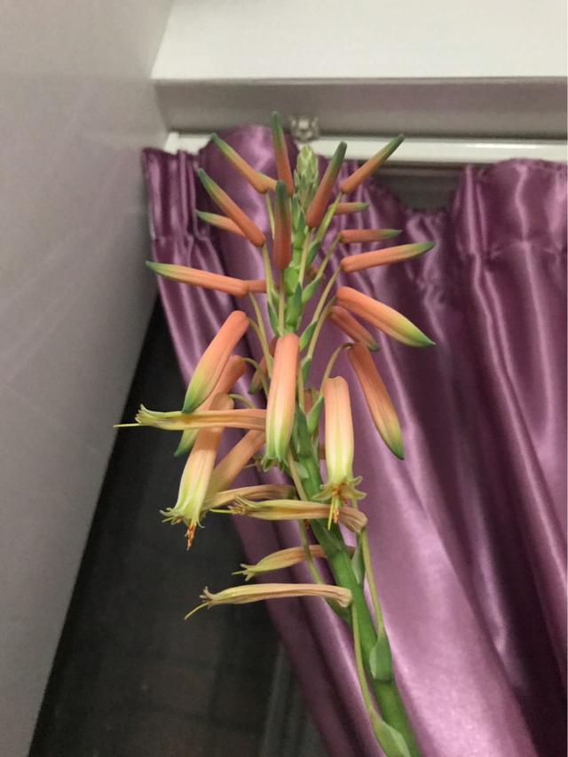 芦荟开花